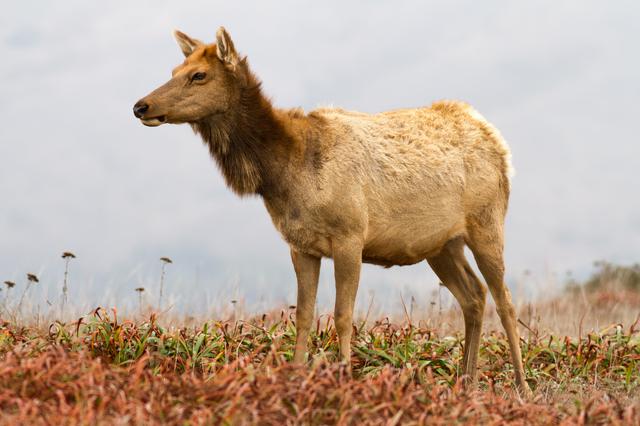 A female tule elk at Tomales Point