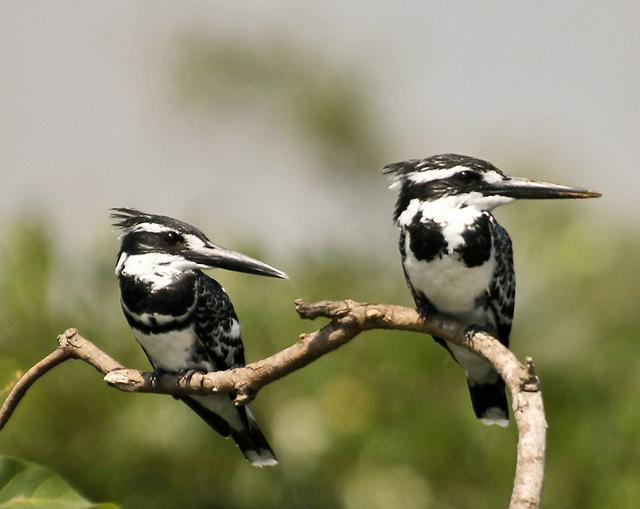 A pair of Pied Kingfishers