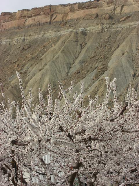 Cherry blossoms and the Bookcliffs