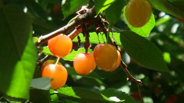 Juicy cherries await picking in late spring