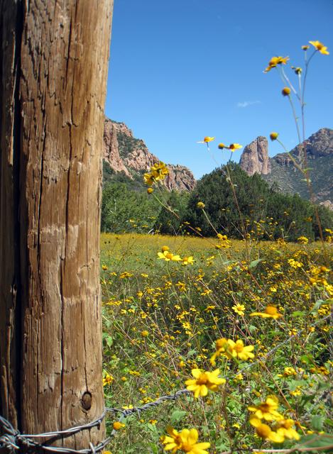 Chiricahuas in bloom