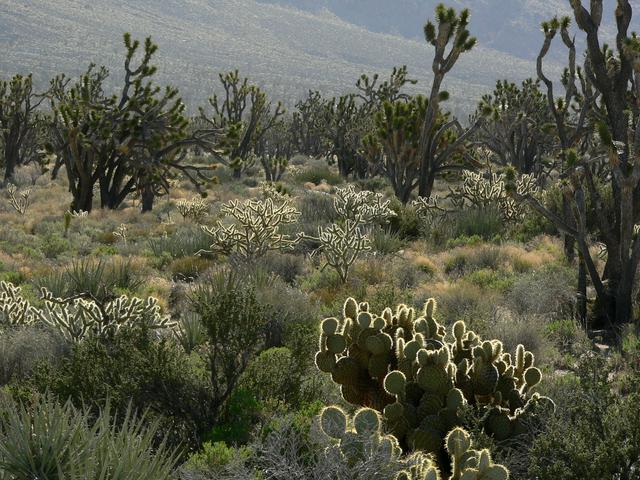 Cima Dome in the Mojave Desert