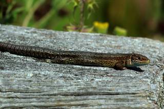 Viviparous lizard
