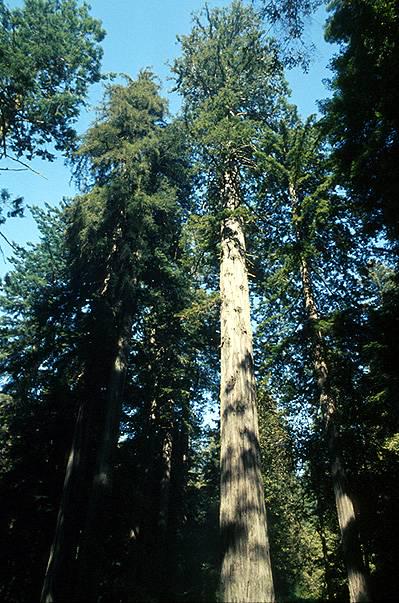 Redwood national park