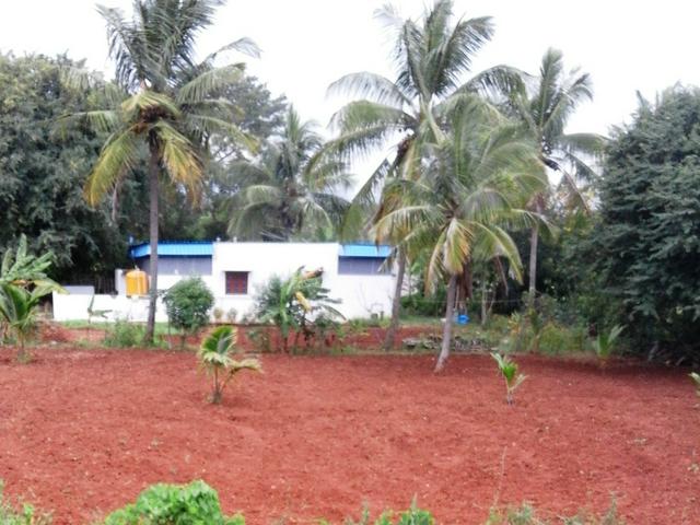 Coconut farm at Kadakola