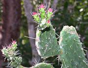 Semaphore prickly-pear cactus