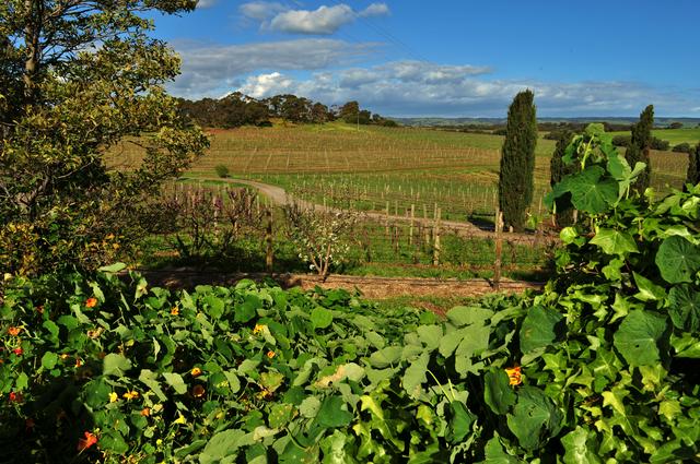 Coriole vineyard. South Australia's wine industry is the largest in Australia.