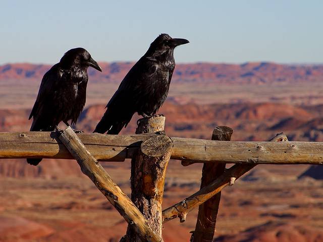 Ravens at Petrified Forest National Park