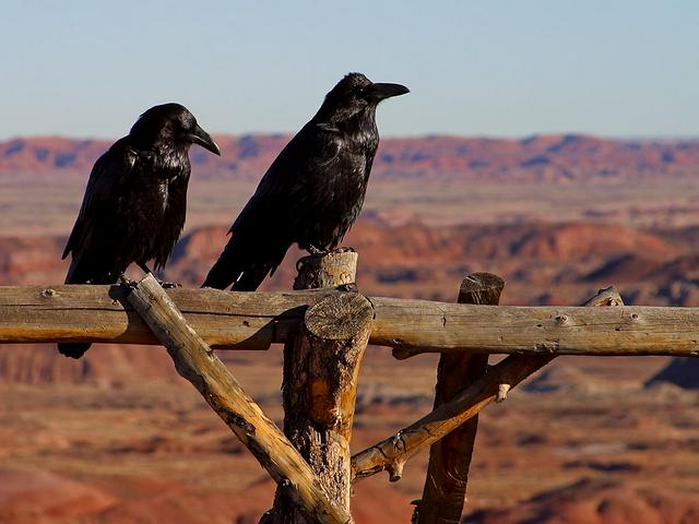Ravens are common in the park