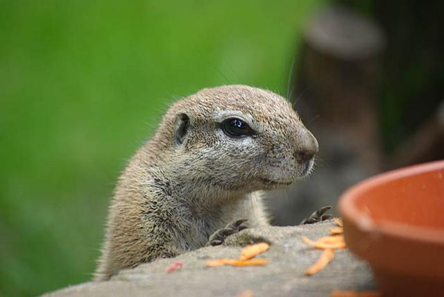 African ground squirrel at the Cottbus Zoo