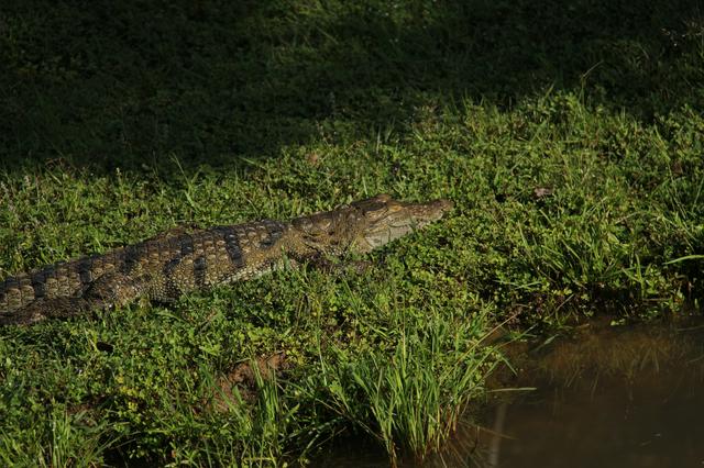 crocodile sun bathing, Kumana National Park