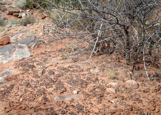 Taking centuries to form, black, crusty cryptobiotic soil enriches the earth and allows other desert plants to take root.