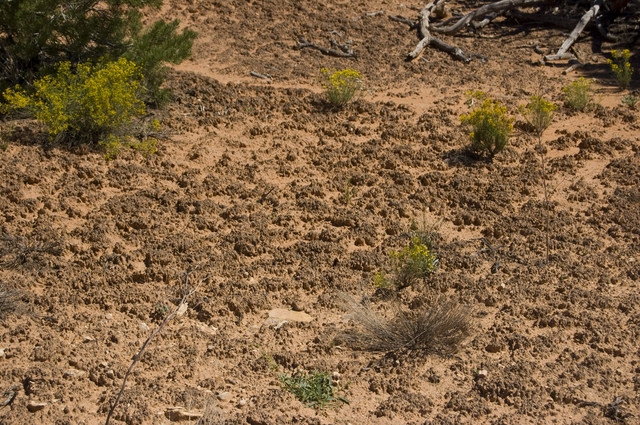 Cryptobiotic soil crust near Sipapu Bridge.