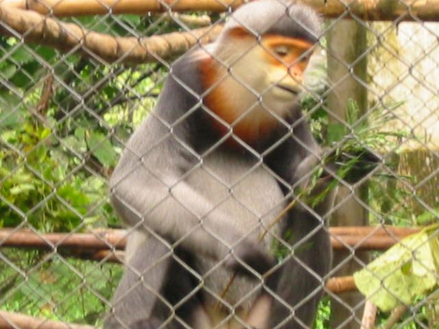  Grey-Shanked Douc Langur at Cuc Phuong Primate Rehabilitation Center