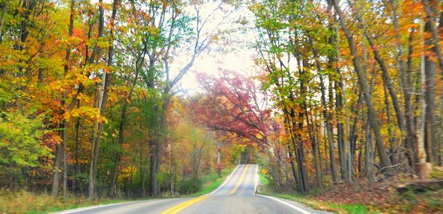 A road in the park