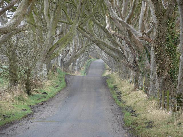 The Dark Hedges