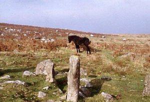 (Modern!) pony with prehistoric remains