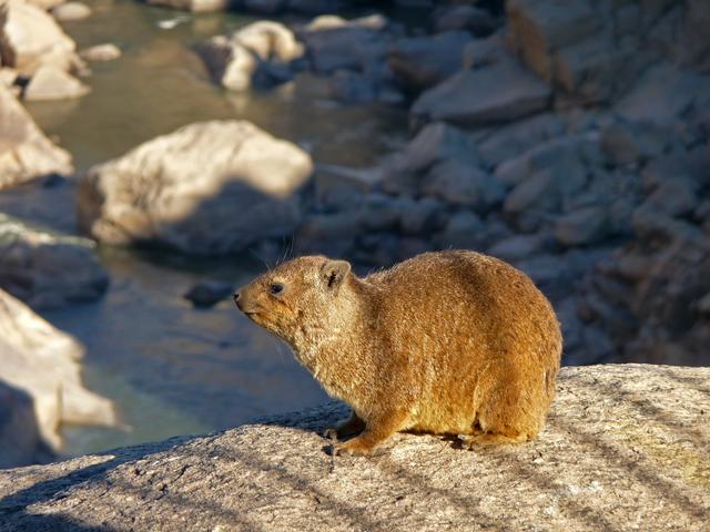 Dassie at Augrabies