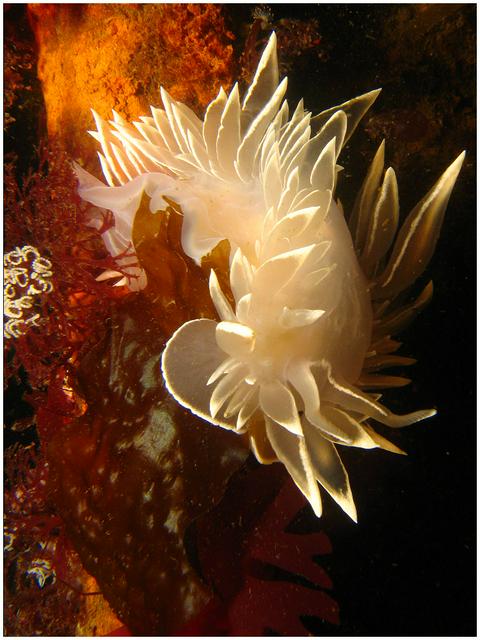 Dirona albolineata photographed in the Puget Sound