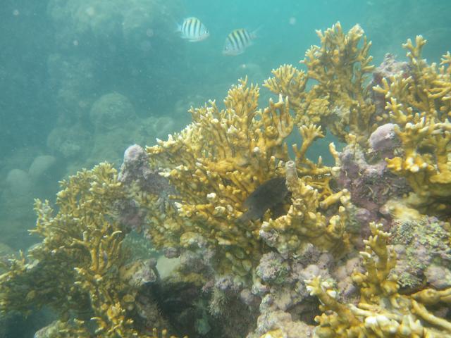 Diving in Porto Seguro