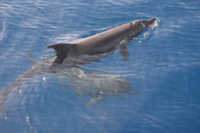 Dolphins in Na'ama Bay