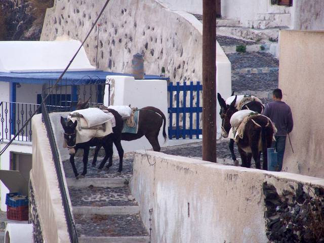 Donkeys Carrying Bags of Cement