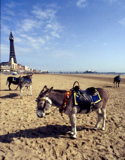 Donkeys on the beach.