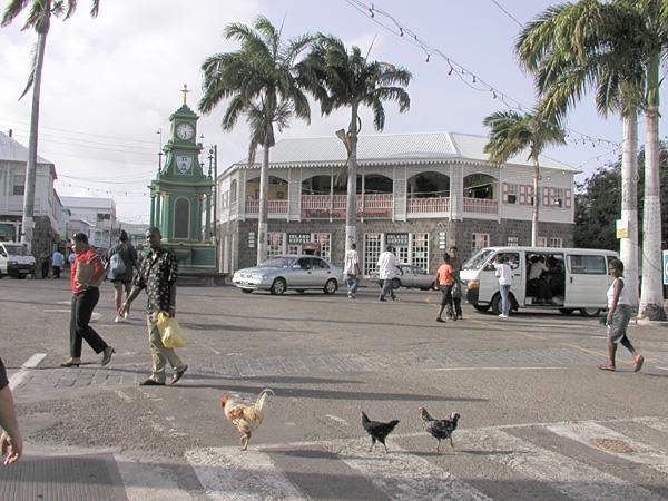 Chickens on the crosswalk, Basseterre