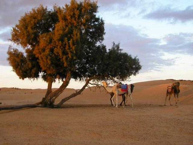 Dromedaries eating acacias