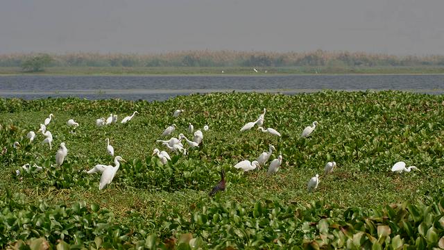 Birds at Kolleru Lake