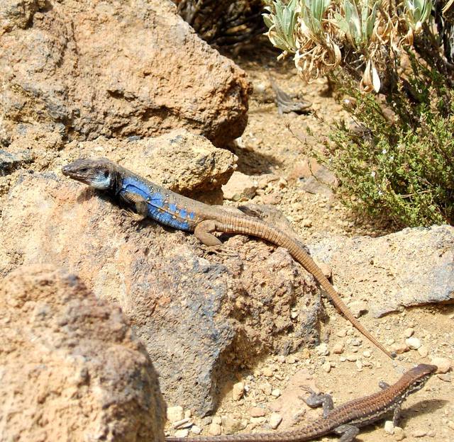 A Canary Island lizard