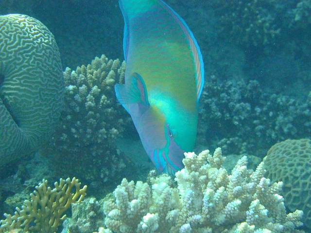 Parrotfish among coral at Coral Beach