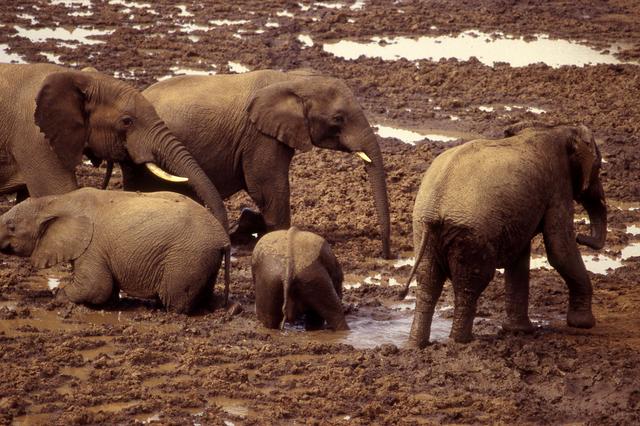 Elephants at Aberdare