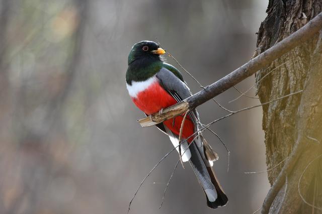 Elegant trogon (Trogon elegans)