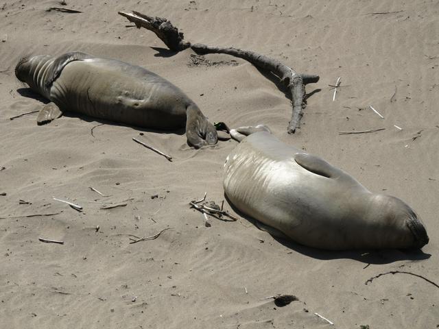 Elephant seals often lie in the sand at Ano Nuevo State Park