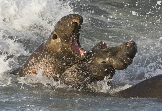 Elephant seals fighting, San Simeon