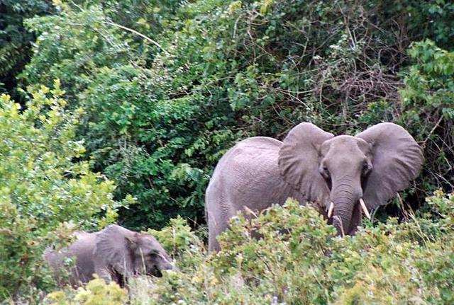 Elephants at Shima Hills National Reserve