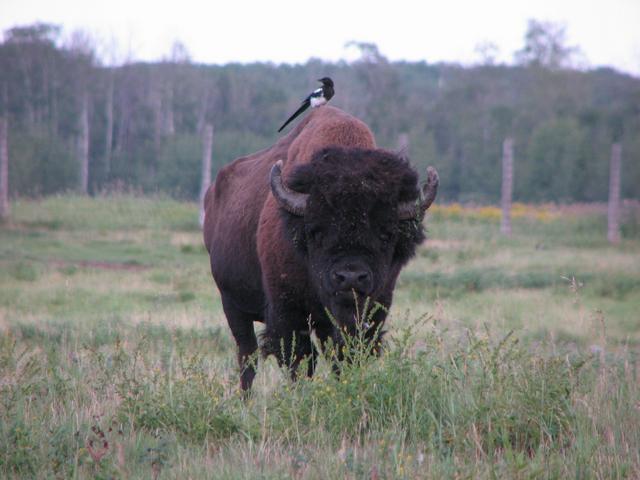 A magpie perched on the hump of a bison in Elk Island National Park.