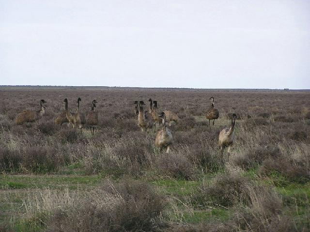 There are many emus in the Hay area