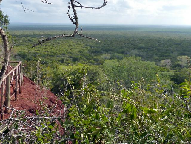 alt=Endless Africa. Arabuko Sokoke Forest - panoramio.jpg