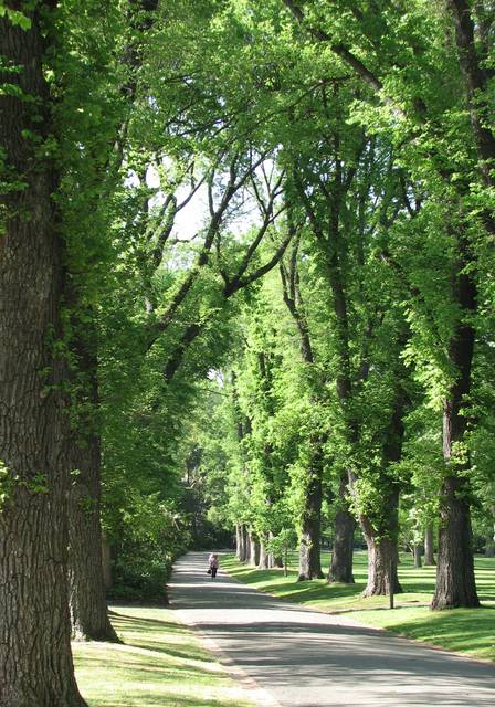 Avenue of English elm trees in Fitzroy Gardens