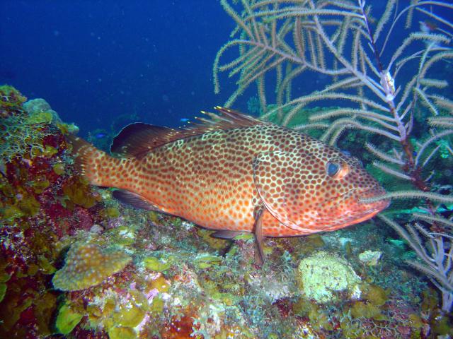 Red hind (Epinephelus guttatus) and other sea life in the coastal waters of Isla de la Juventud