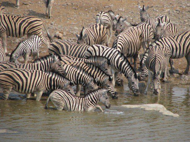 Zebras in Etosha National Park