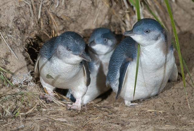 Little Penguins on Bruny