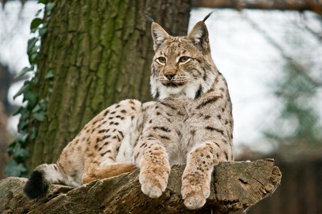 The Eurasian lynx can be found in the highlands.