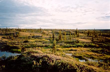 Evening shadows on tundra