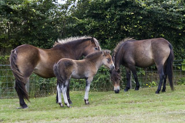 Exmoor ponies