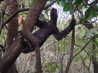 Sloths are a common species found at the Jaú Park