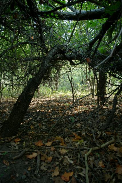 A tree supports his fallen comrade in Nichols Arboretum