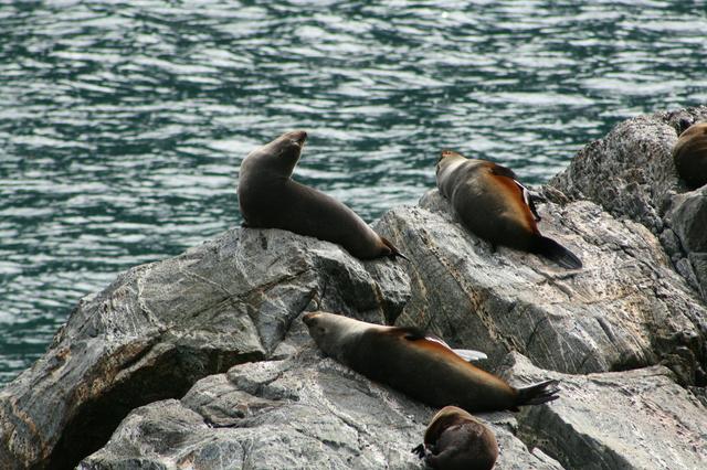 Seals at Milford Sound